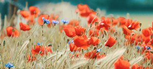 Rote Mohnblumen auf einem Kornfeld