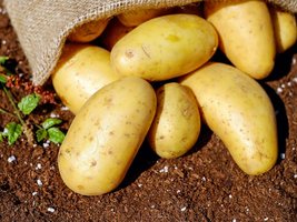 Frische Kartoffeln liegen auf der Erde