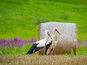 Zwei Störche auf einem Acker mit grüner Wiese