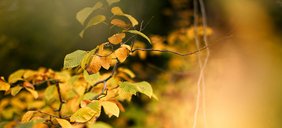 Nahaufnahme Herbstlaub an einem Baum