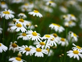 Nahaufnahme von blühenden Gänseblümchen auf einer Wiese 