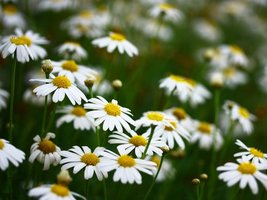 Nahaufnahme von blühenden Gänseblümchen auf einer Wiese 