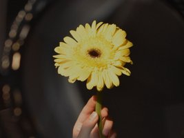 Blick über den Spiegel in eine blühende gelbe Blume, die in einer Hand gehalten wird.