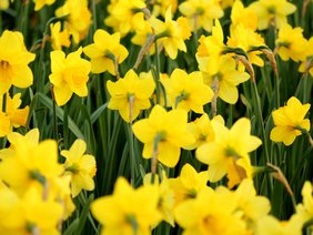 Blühende gelbe Osterglocken