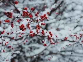 Detailansicht Baum mit roten Beeren und Schnee