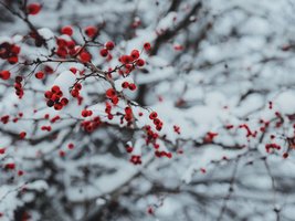 Schneebedeckte rote Beeren in einem Baum
