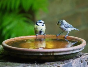 Zwei Vögel sitzen am Rand einer gefüllten Wasserschale