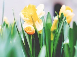 Detailaufnahme von Osterglocken im grünen Feld