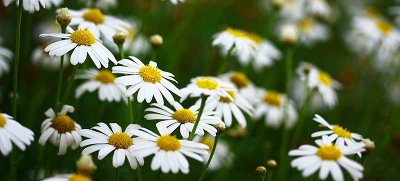 Nahaufnahme blühende Gänseblümchen auf einer Wiese
